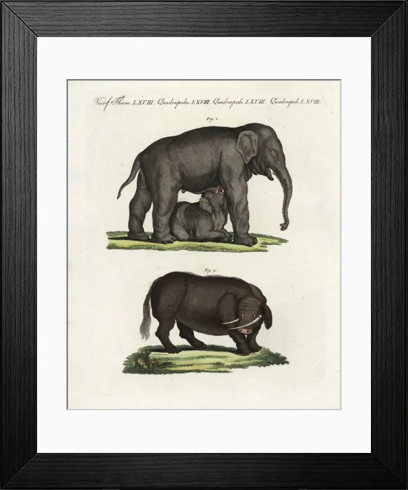 Framed Print : Indian elephant and sukotyro Framed Print : Indian elephant and sukotyro