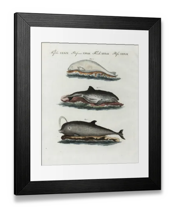 Framed Print : Harbour porpoise, beluga and northern bottlenose whale Framed Print : Harbour porpoise, beluga and northern bottlenose whale