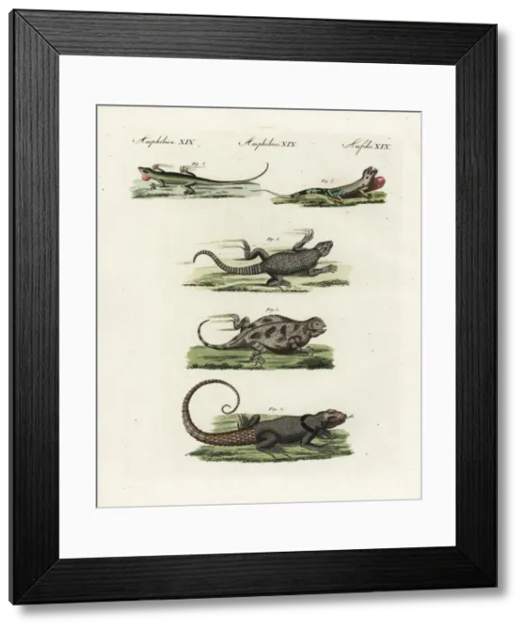 Framed Print : Exotic lizards and anoles Framed Print : Exotic lizards and anoles