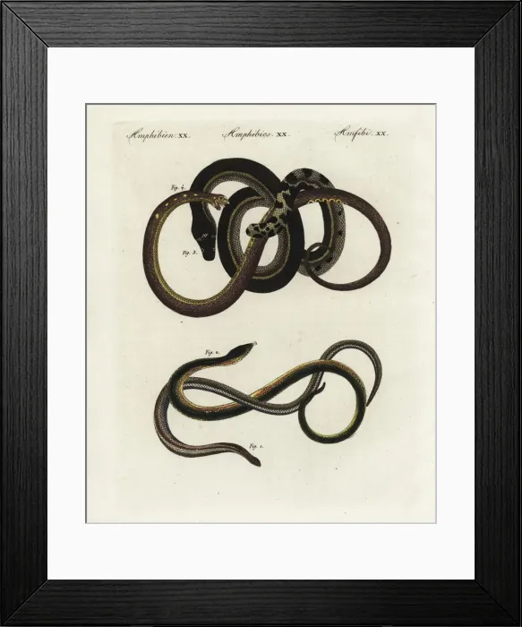 Framed Print : Slow worm, glass lizard and yellowbelly sea snake Framed Print : Slow worm, glass lizard and yellowbelly sea snake