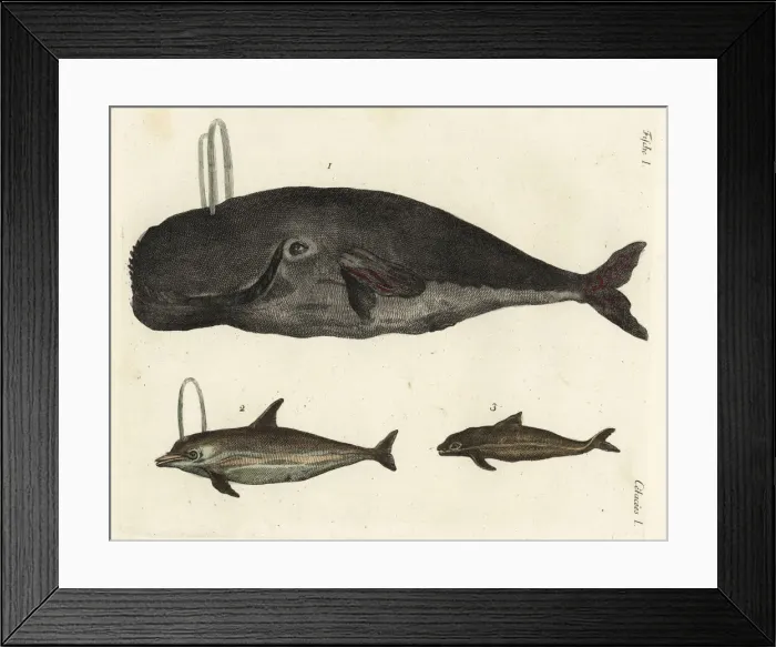 Framed Print : Bowhead whale, dolphin and porpoise Framed Print : Bowhead whale, dolphin and porpoise