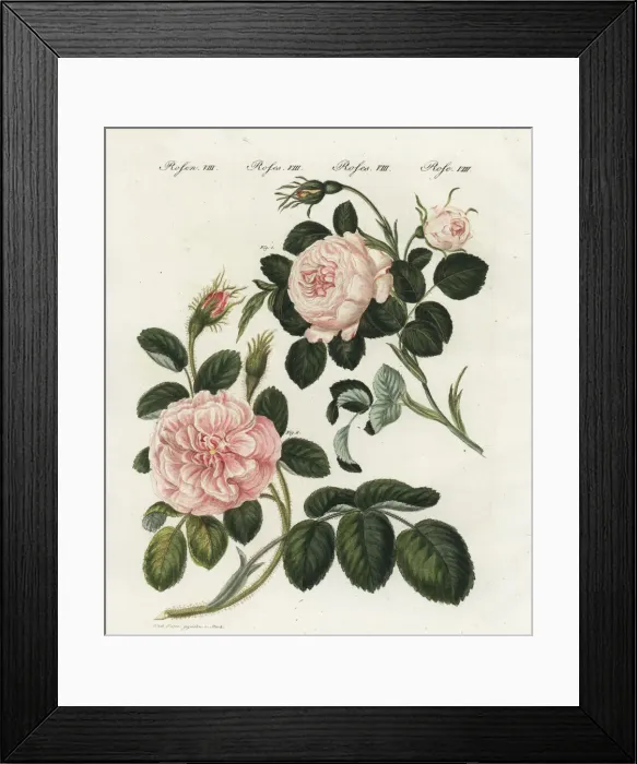 Framed Print : Queen rose and moss rose Framed Print : Queen rose and moss rose