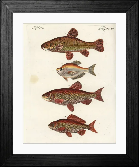 Framed Print : Tench, ide, gibel carp and Indian humphead Framed Print : Tench, ide, gibel carp and Indian humphead