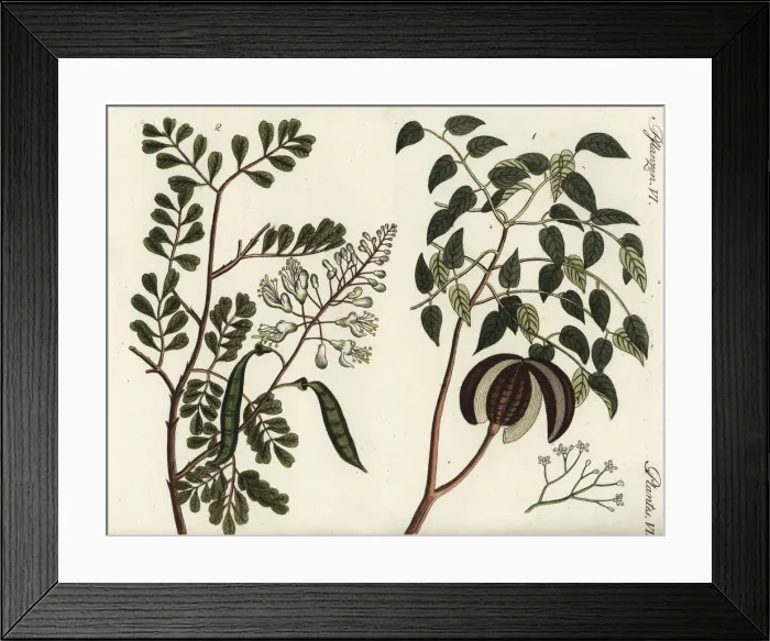 Framed Print : Mahogany and caesalpinia tree Framed Print : Mahogany and caesalpinia tree