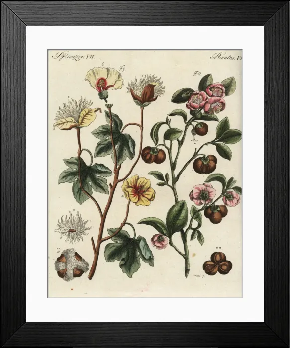 Framed Print : Levant cotton and tea plant Framed Print : Levant cotton and tea plant