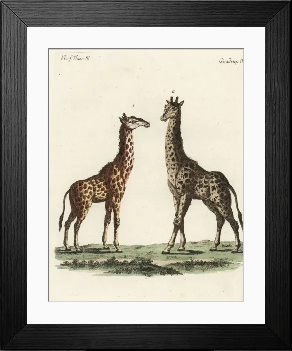 Framed Print : Giraffe, Giraffa camelopardalis Framed Print : Giraffe, Giraffa camelopardalis