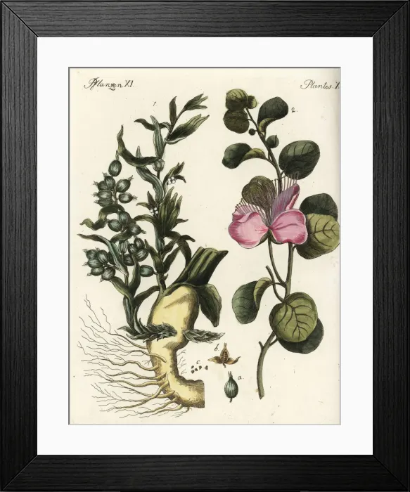 Framed Print : Cardamon and caper plants Framed Print : Cardamon and caper plants