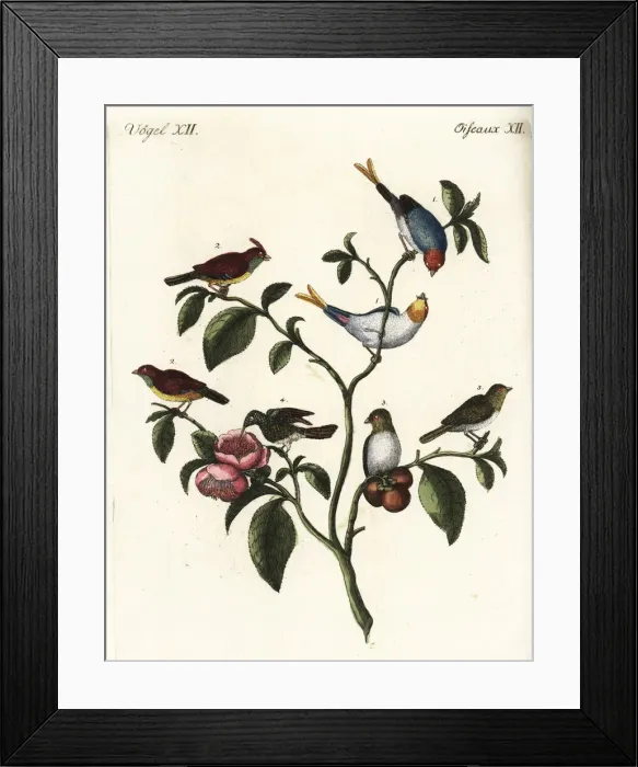 Framed Print : Chinese dwarf sparrows and vervain hummingbird Framed Print : Chinese dwarf sparrows and vervain hummingbird