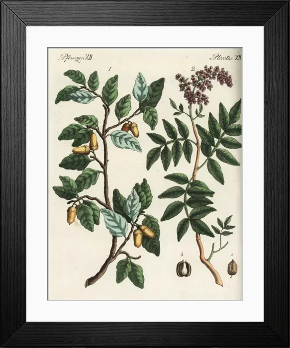 Framed Print : Cork oak tree and terebinth tree Framed Print : Cork oak tree and terebinth tree