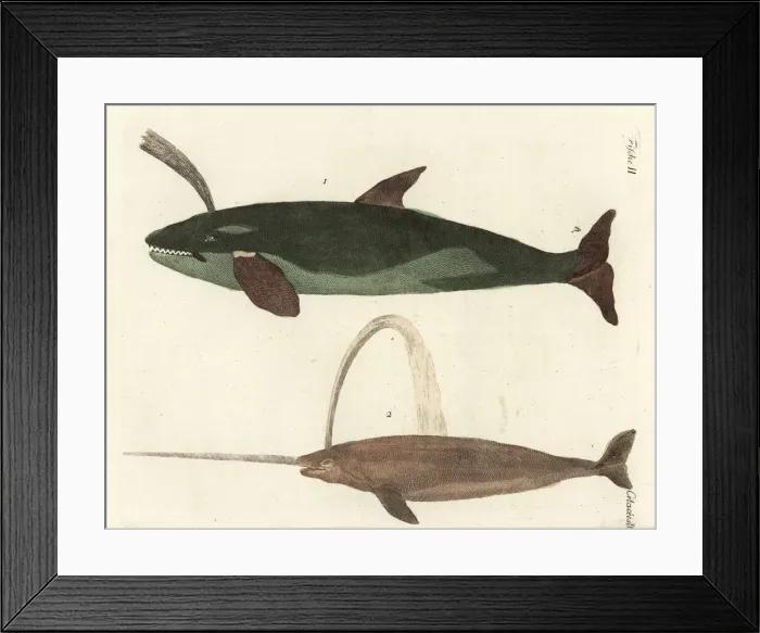 Framed Print : Sperm whale and narwhal Framed Print : Sperm whale and narwhal