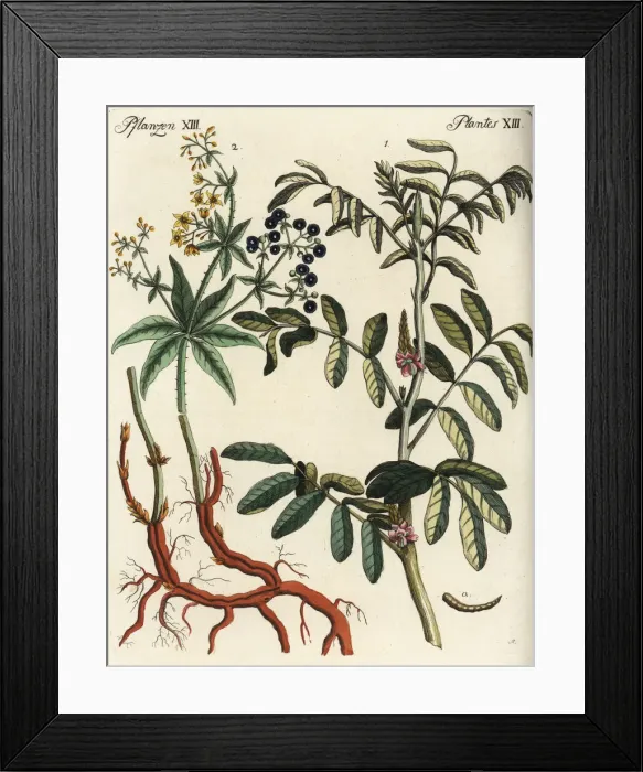 Framed Print : Anil and dyers madder Framed Print : Anil and dyers madder