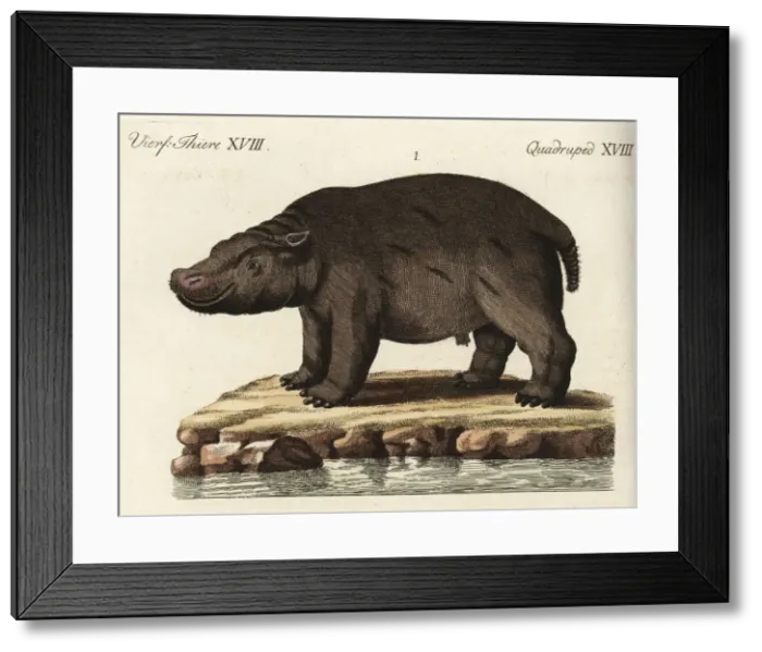 Framed Print : Hippopotamus, vulnerable Framed Print : Hippopotamus, vulnerable