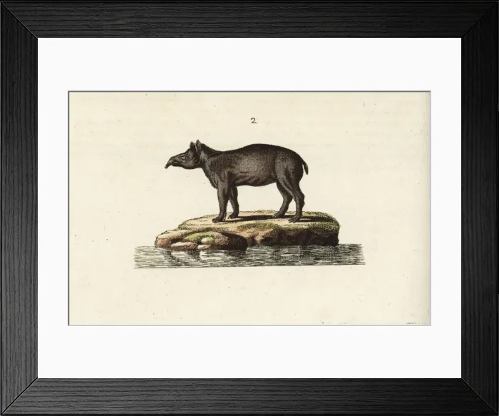 Framed Print : South American tapir Framed Print : South American tapir