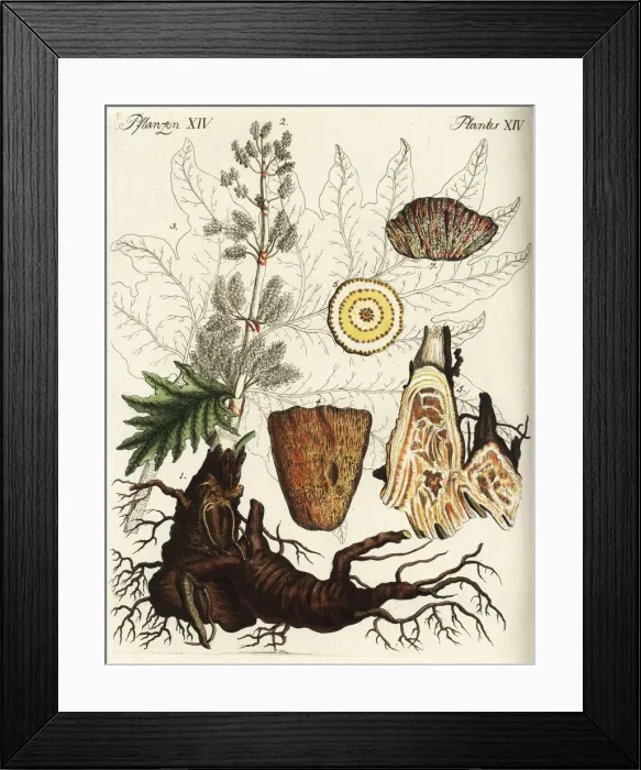 Framed Print : True rhubarb, Rheum rhabarbarum Framed Print : True rhubarb, Rheum rhabarbarum
