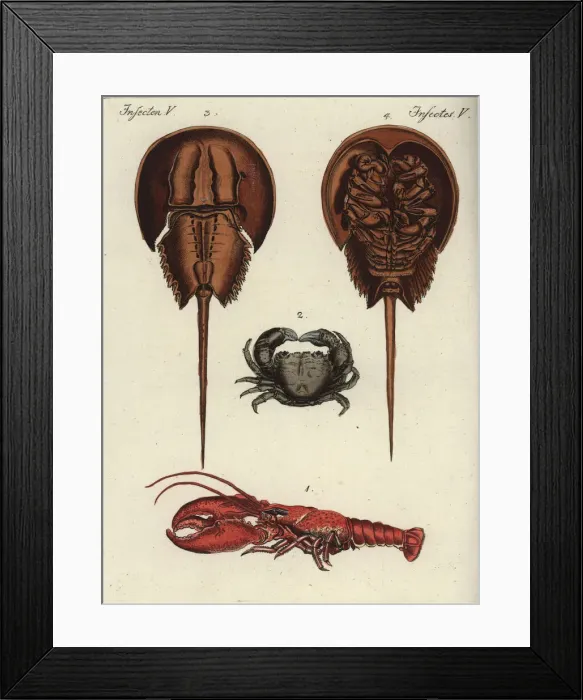 Framed Print : European lobster, edible crab and Atlantic horseshoe crab Framed Print : European lobster, edible crab and Atlantic horseshoe crab