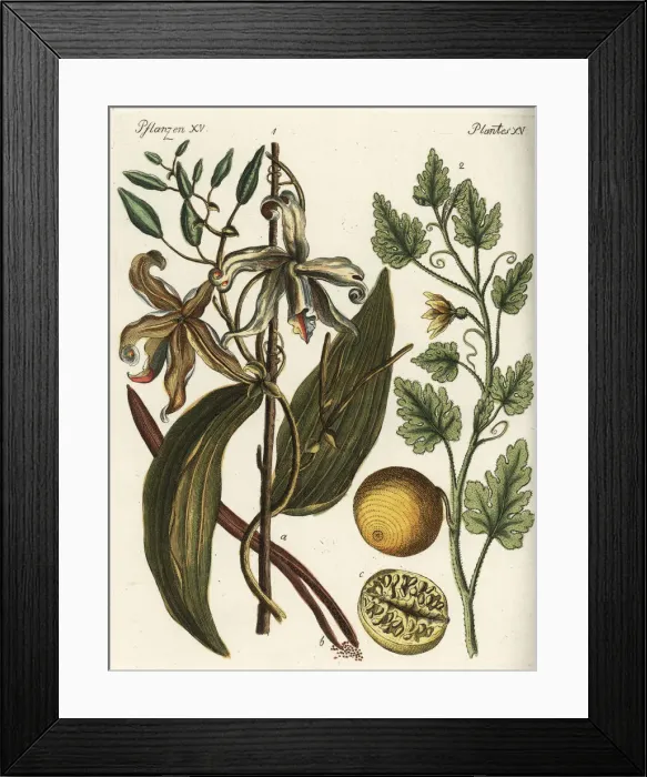 Framed Print : Vanilla orchid and colocynth Framed Print : Vanilla orchid and colocynth