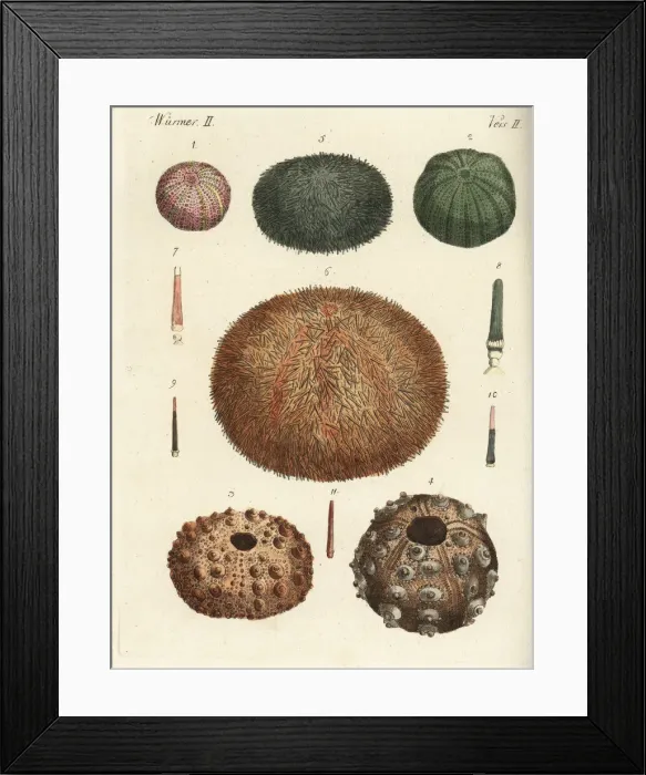 Framed Print : Sea urchins and spines Framed Print : Sea urchins and spines