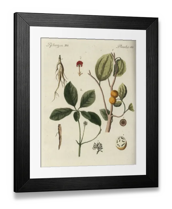 Framed Print : Strychnine tree and ginseng root Framed Print : Strychnine tree and ginseng root