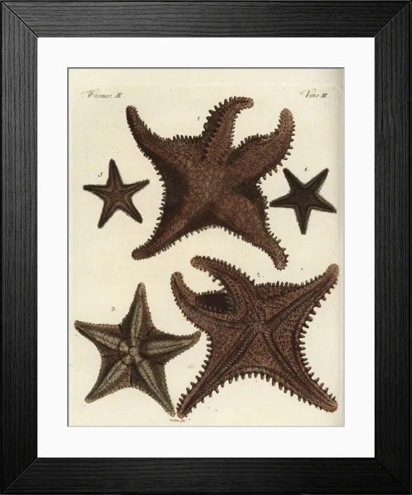 Framed Print : Starfish or sea star Framed Print : Starfish or sea star