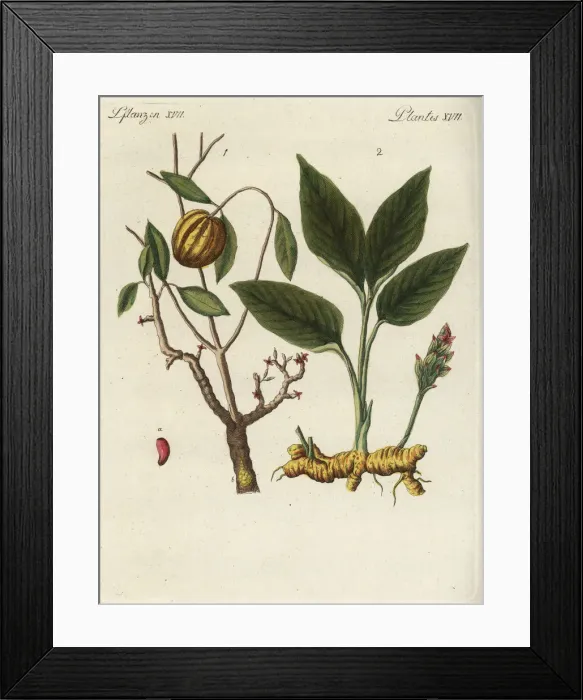 Framed Print : Garcinia cambogia and turmeric Framed Print : Garcinia cambogia and turmeric