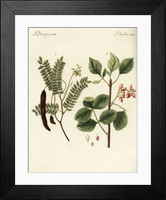 Framed Print : Tamarind and pistachio nut Framed Print : Tamarind and pistachio nut
