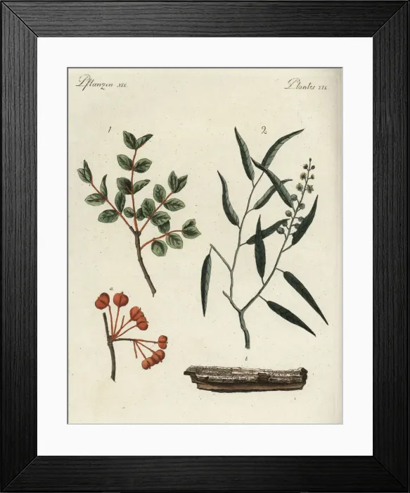 Framed Print : Roughbark lignum-vitae and cascarilla Framed Print : Roughbark lignum-vitae and cascarilla