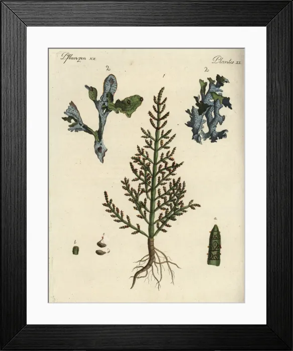 Framed Print : Prickly saltwort and Iceland moss
