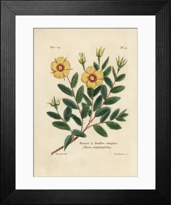 Framed Print : Rosa persica Framed Print : Rosa persica
