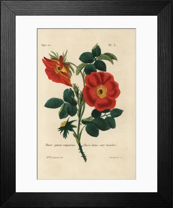 Framed Print : Austrian copper rose, Rosa foetida Framed Print : Austrian copper rose, Rosa foetida