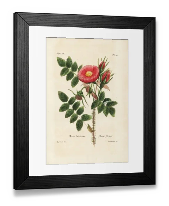 Framed Print : Rosa horrida Framed Print : Rosa horrida