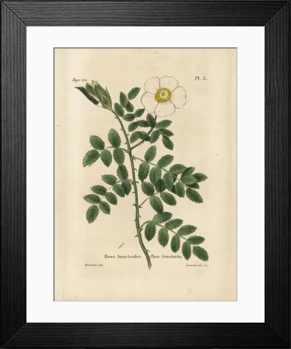 Framed Print : Bracteate rose, Rosa bracteata Framed Print : Bracteate rose, Rosa bracteata