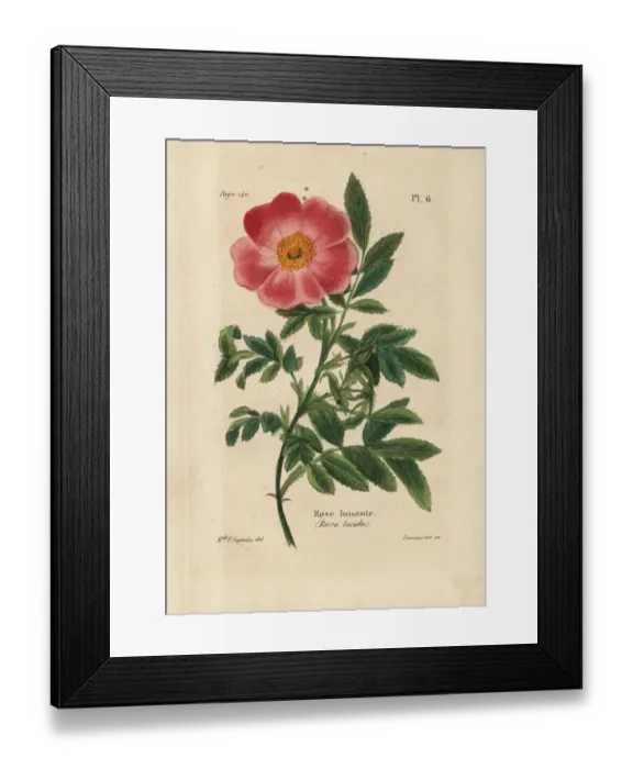 Framed Print : Virginia rose, Rosa lucida Framed Print : Virginia rose, Rosa lucida