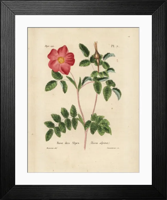 Framed Print : Alpine rose, Rosa alpina Framed Print : Alpine rose, Rosa alpina