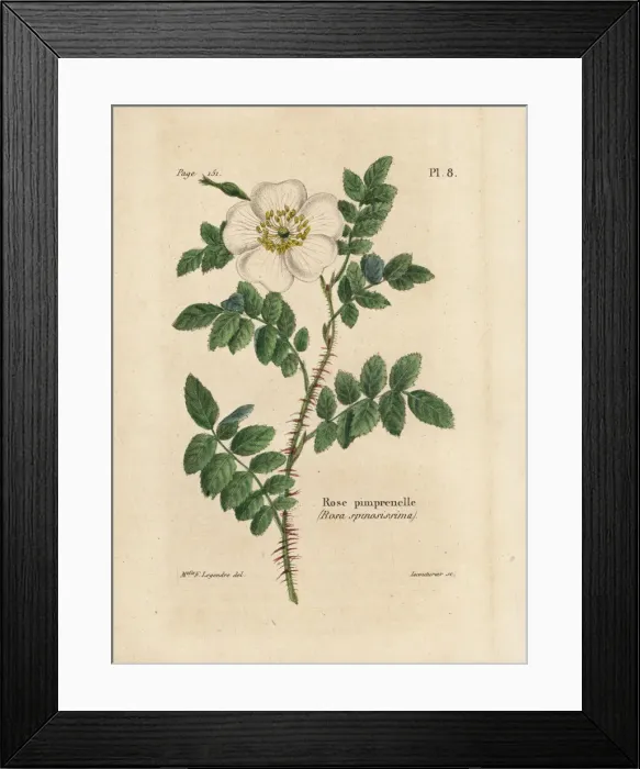 Framed Print : Burnet rose, Rosa pimpinellifolia (Rose pimprenelle Framed Print : Burnet rose, Rosa pimpinellifolia (Rose pimprenelle