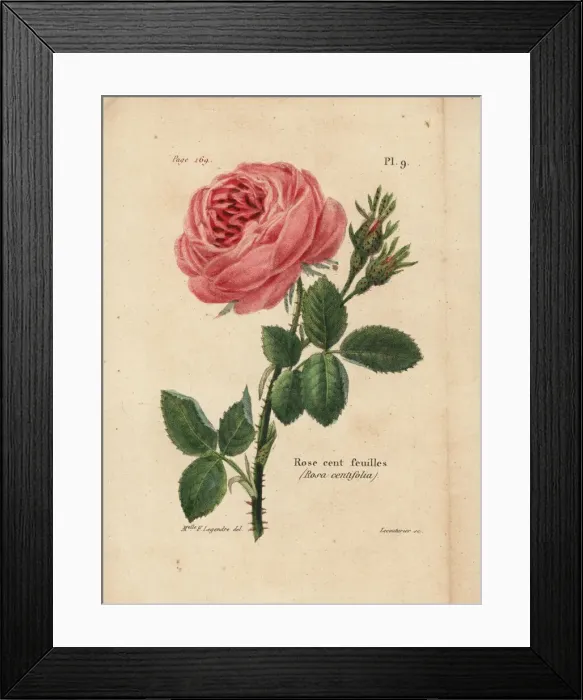 Framed Print : Cabbage rose, Rosa centifolia Framed Print : Cabbage rose, Rosa centifolia