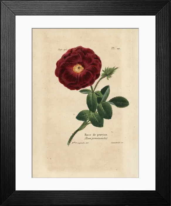 Framed Print : Provence rose, Rosa provincialis Framed Print : Provence rose, Rosa provincialis