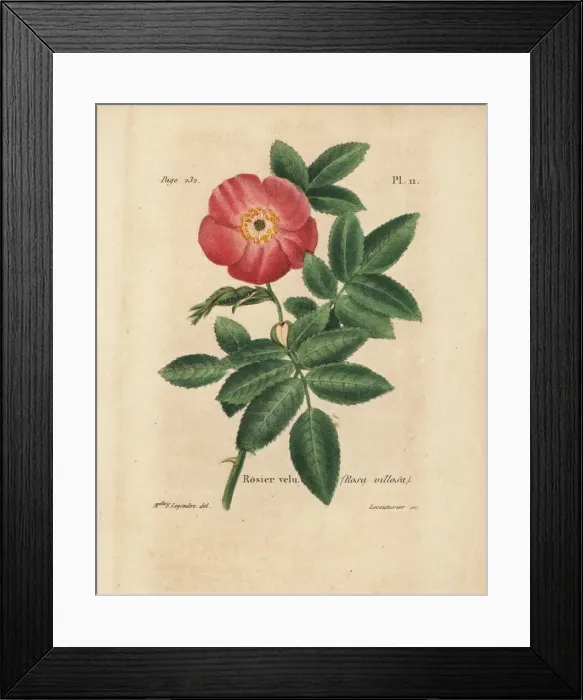 Framed Print : Apple rose, Rosa villosa Framed Print : Apple rose, Rosa villosa