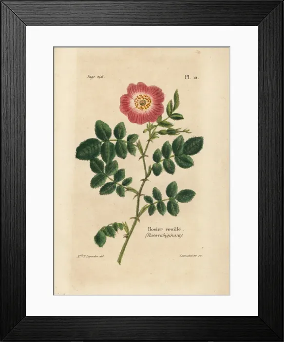 Framed Print : Sweetbriar rose, Rosier rouille, Rosa rubiginosa Framed Print : Sweetbriar rose, Rosier rouille, Rosa rubiginosa