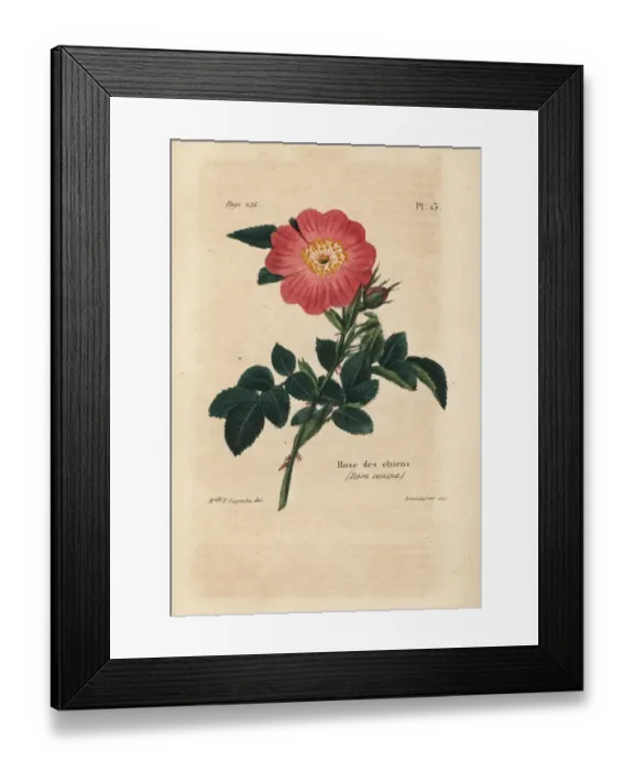 Framed Print : Dog rose, Rosa canina Framed Print : Dog rose, Rosa canina