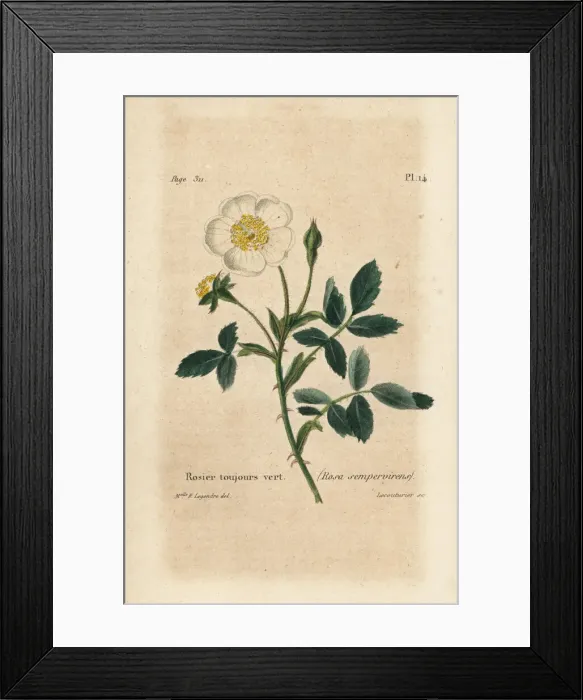 Framed Print : Evergreen rose, Rosa sempervirens Framed Print : Evergreen rose, Rosa sempervirens