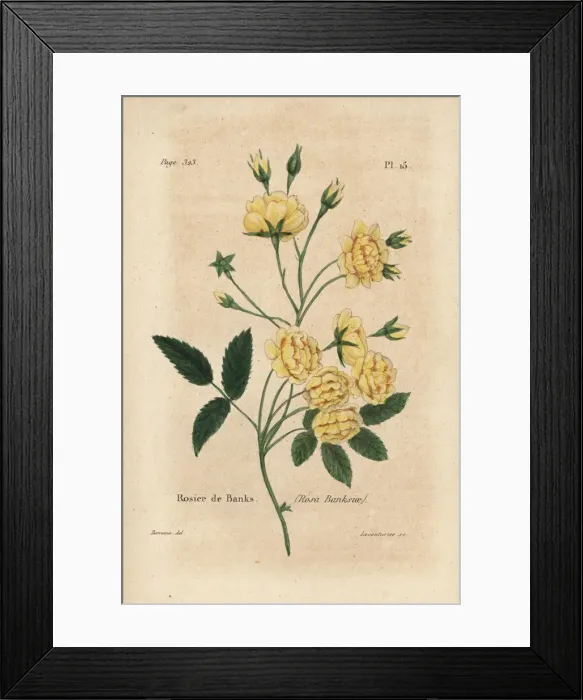 Framed Print : Lady Banks rose, Rosier de Banks, Rosa banksiae Framed Print : Lady Banks rose, Rosier de Banks, Rosa banksiae