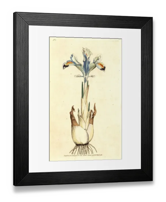Framed Print : Persian iris, Iris persica Framed Print : Persian iris, Iris persica