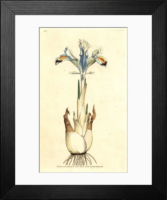 Framed Print : Persian iris, Iris persica Framed Print : Persian iris, Iris persica