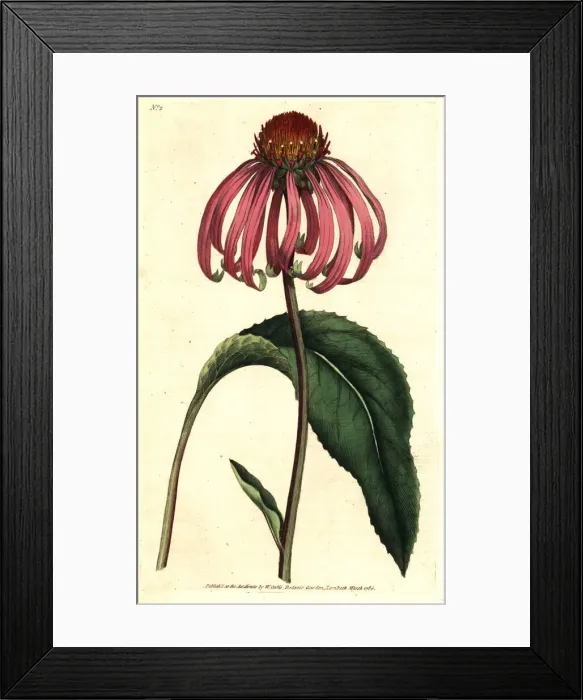 Framed Print : Purple coneflower, Echinacea purpurea Framed Print : Purple coneflower, Echinacea purpurea