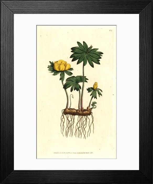 Framed Print : Winter aconite, Eranthis hyemalis Framed Print : Winter aconite, Eranthis hyemalis