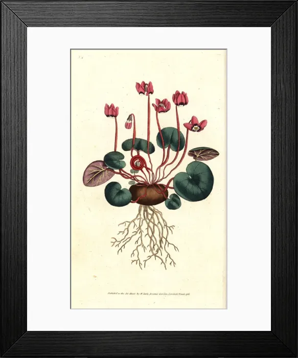 Framed Print : Round-leaved cyclamen, Cyclamen coum Framed Print : Round-leaved cyclamen, Cyclamen coum