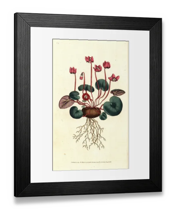 Framed Print : Round-leaved cyclamen, Cyclamen coum Framed Print : Round-leaved cyclamen, Cyclamen coum
