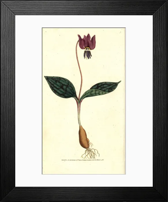 Framed Print : Dogs tooth violet, Erythronium dens-canis Framed Print : Dogs tooth violet, Erythronium dens-canis