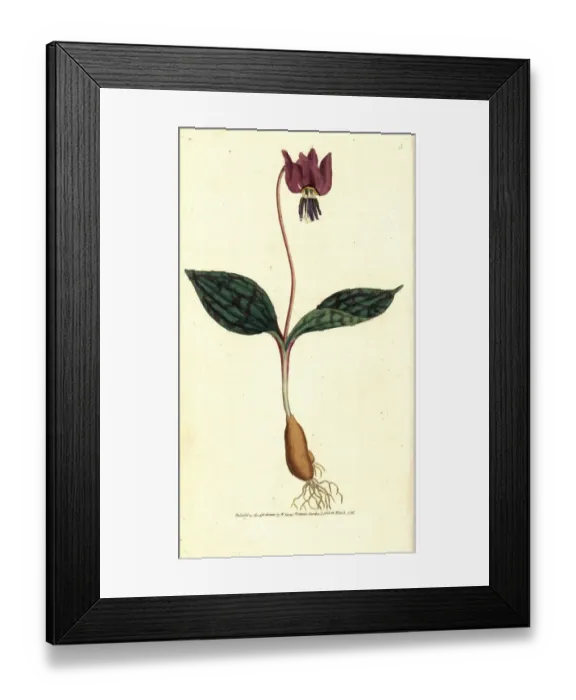 Framed Print : Dogs tooth violet, Erythronium dens-canis Framed Print : Dogs tooth violet, Erythronium dens-canis