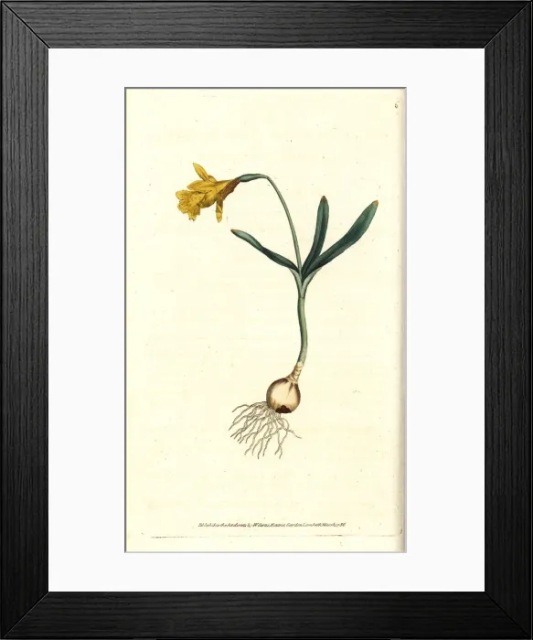 Framed Print : Least daffodil, Narcissus pseudonarcissus subsp. minor Framed Print : Least daffodil, Narcissus pseudonarcissus subsp. minor